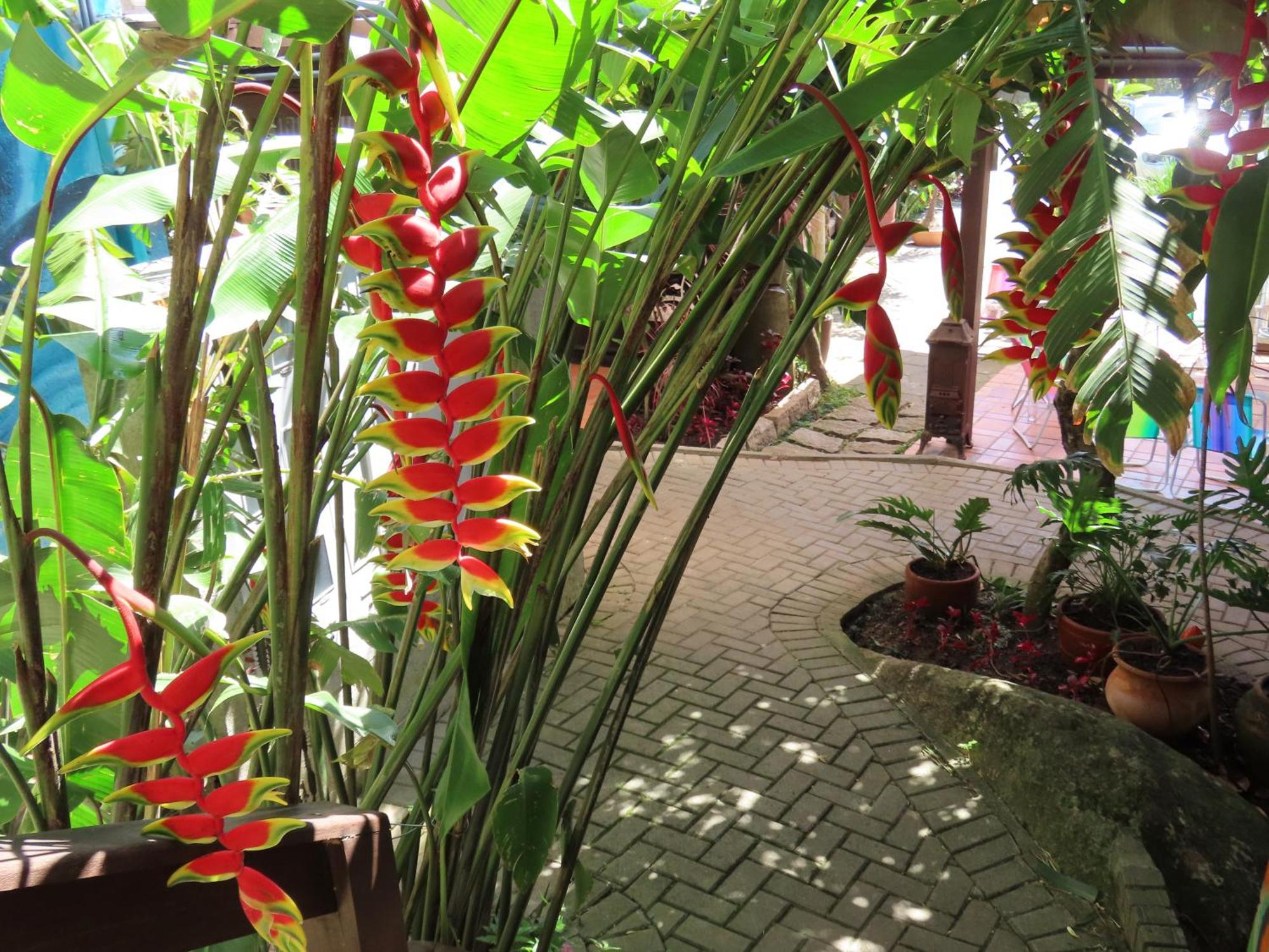 Patio Floriparadise Florianópolis Buitenkant foto